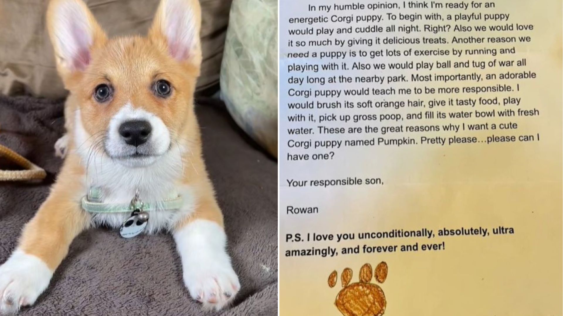 dog and letter