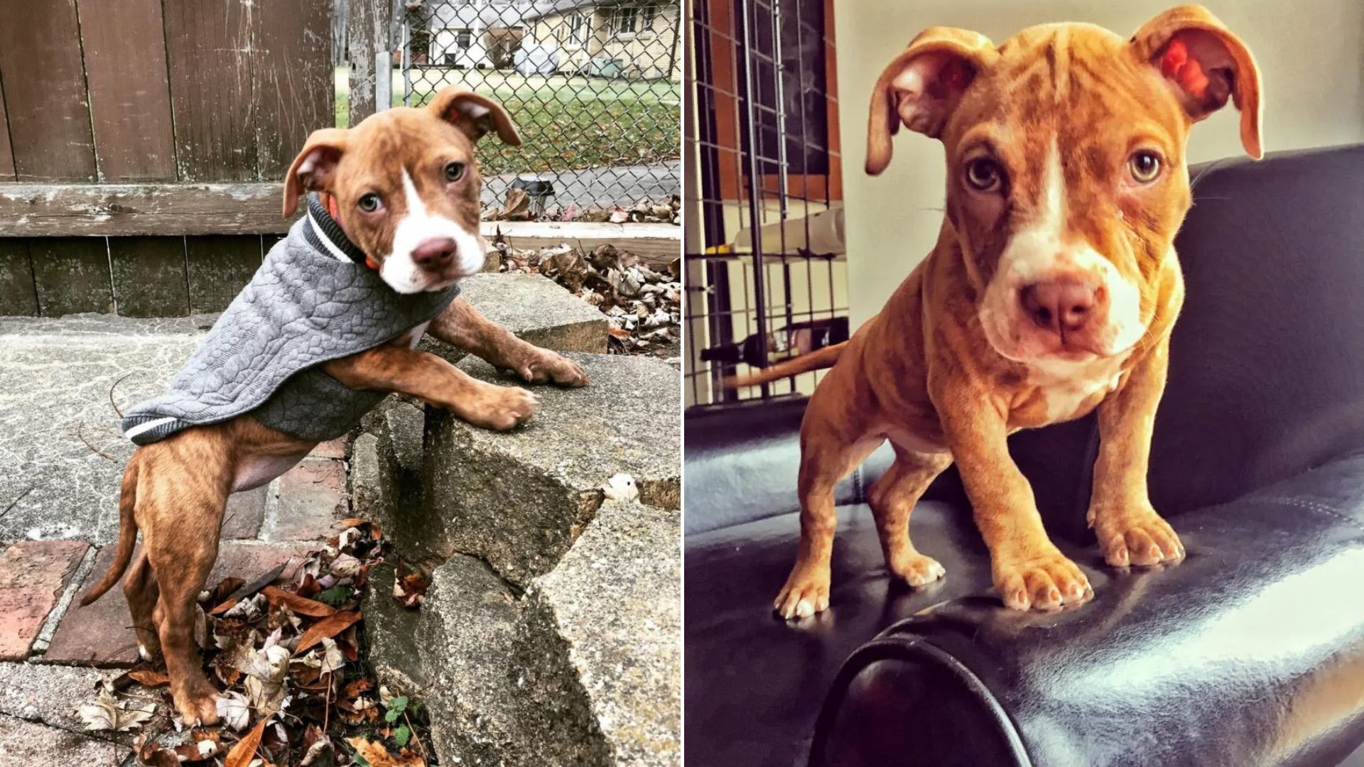 cute Pit Bull