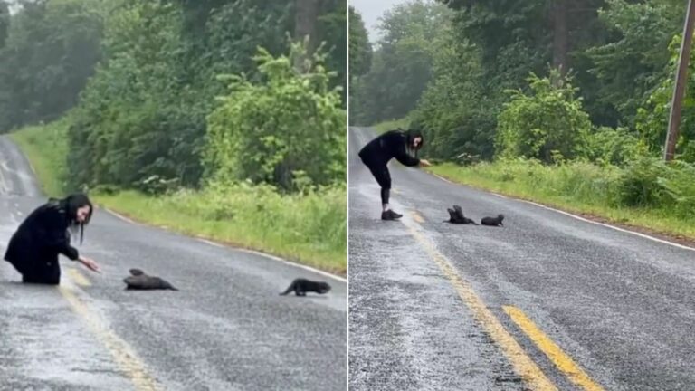 animals on road