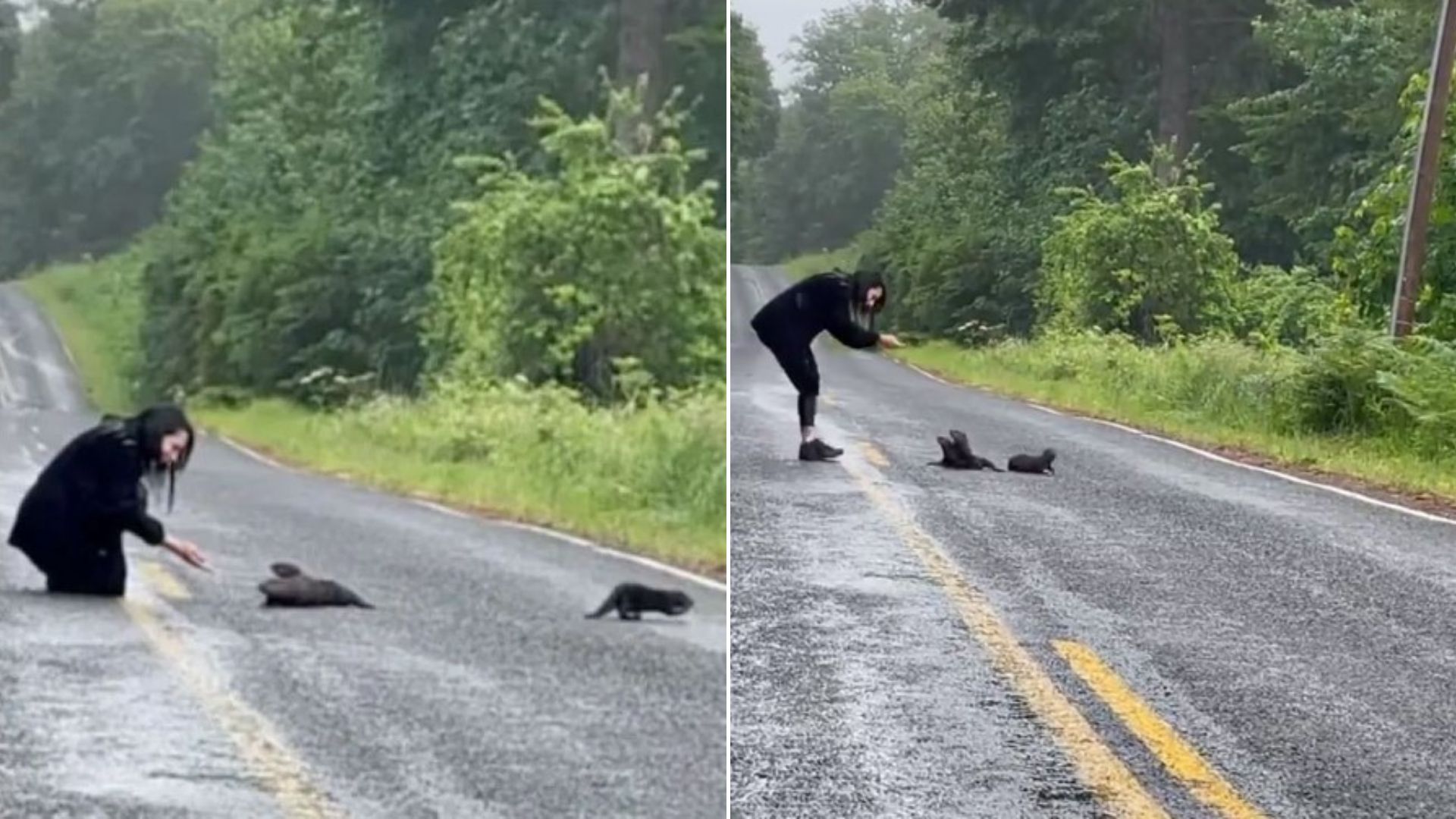 animals on road