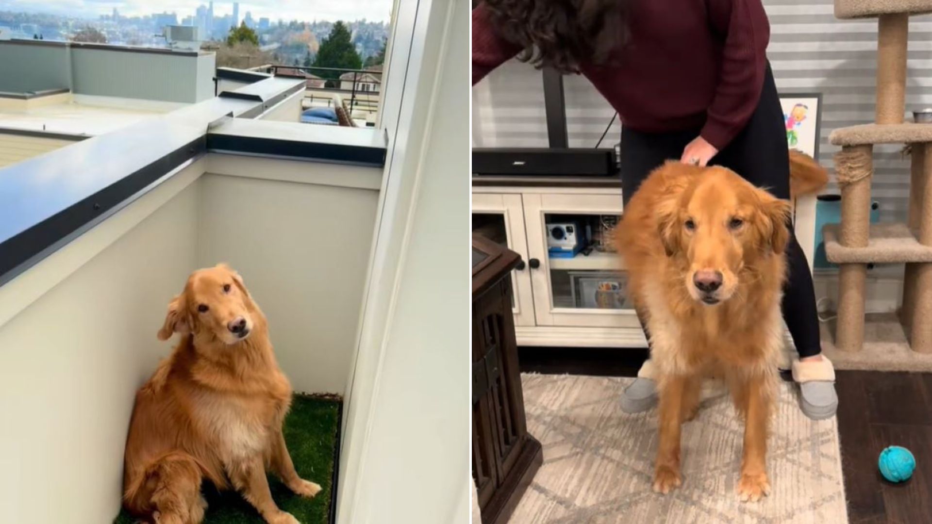 adorable brown dog