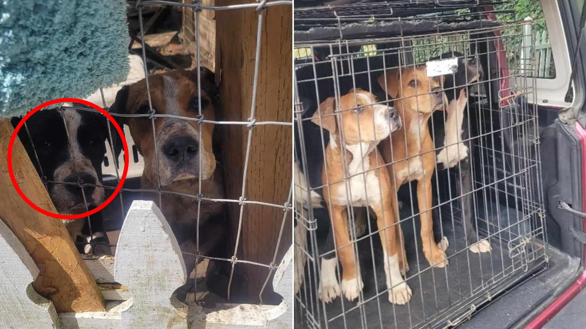 dogs in cage