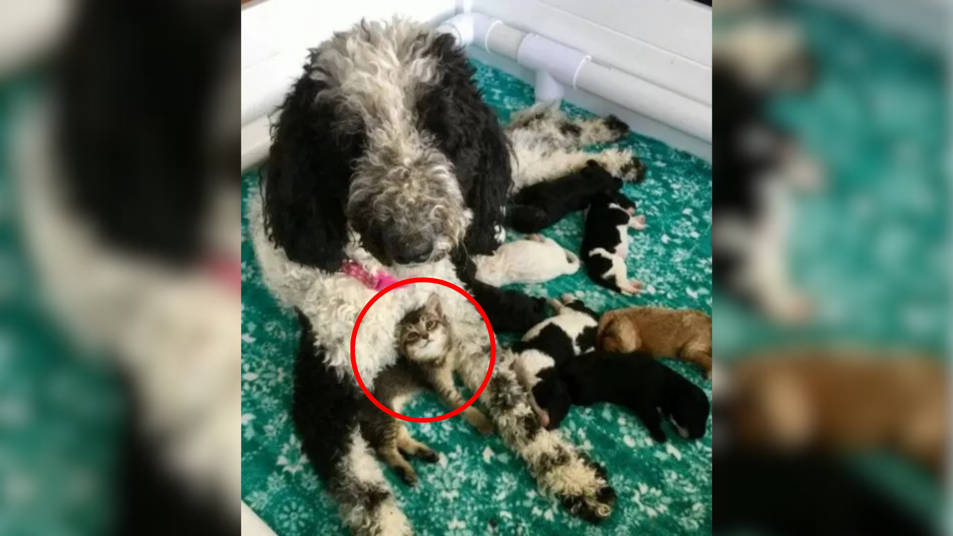 mama dog with kitten and puppies