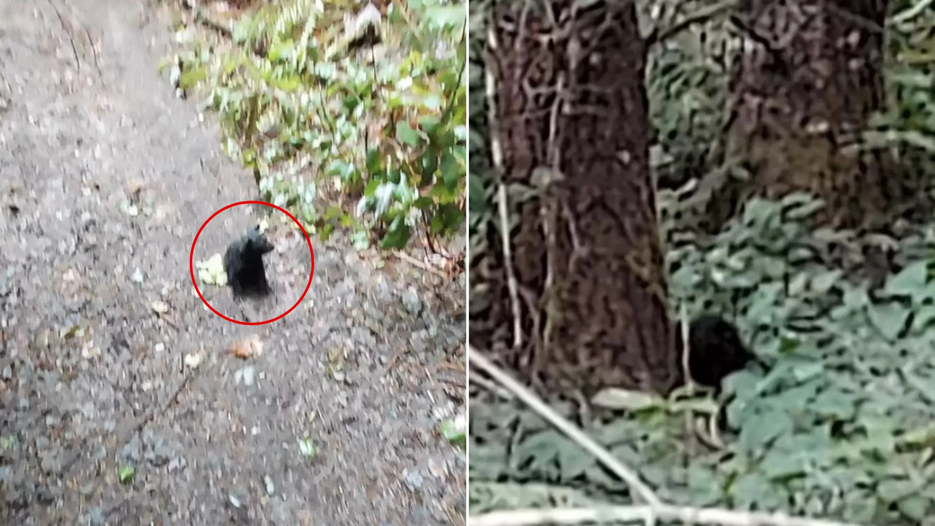 tiny bear cub
