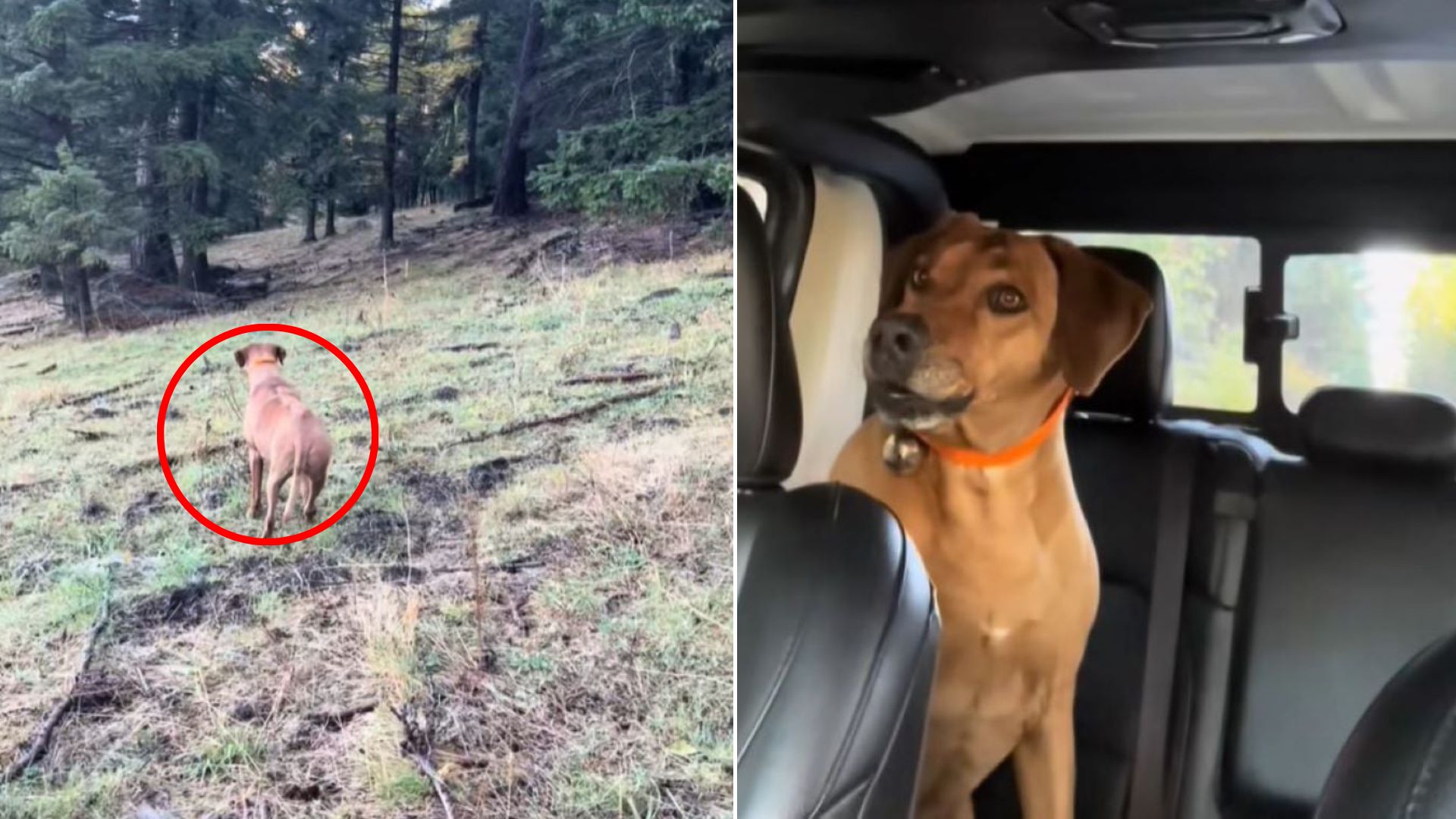 dog in car