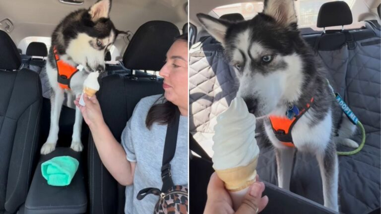 husky and ice cream