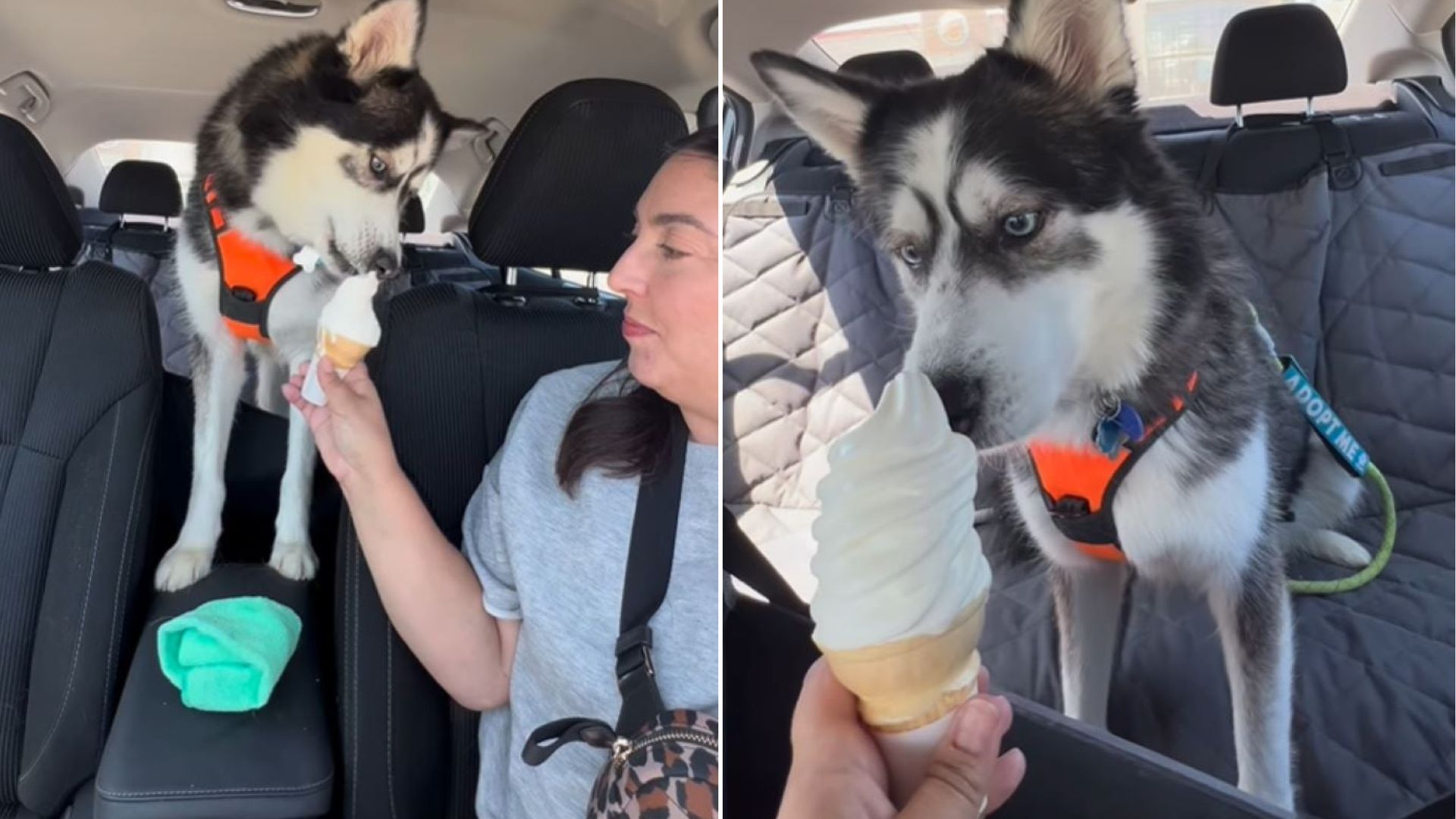 husky and ice cream