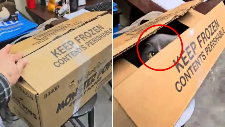 animal in box