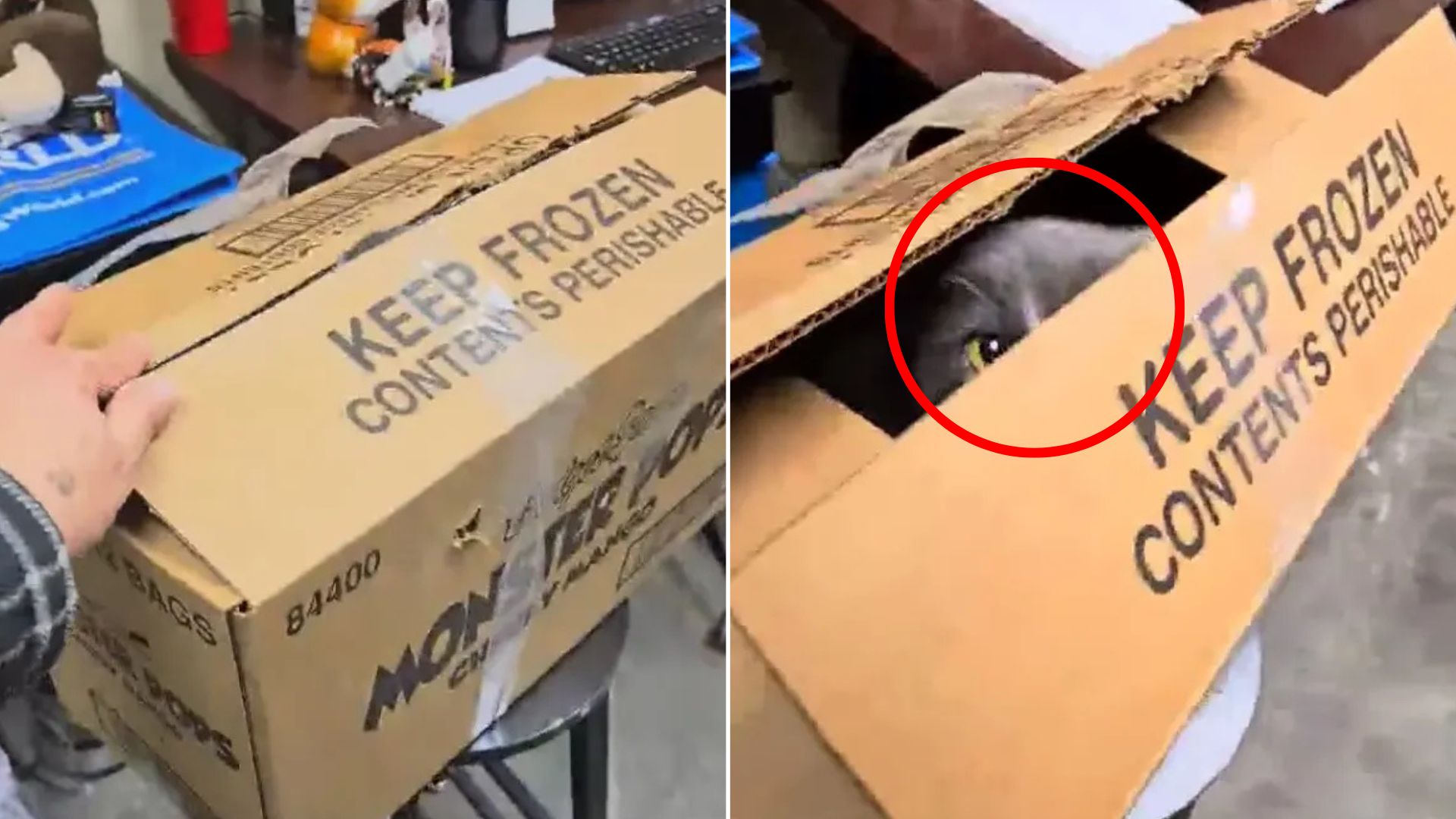 animal in box