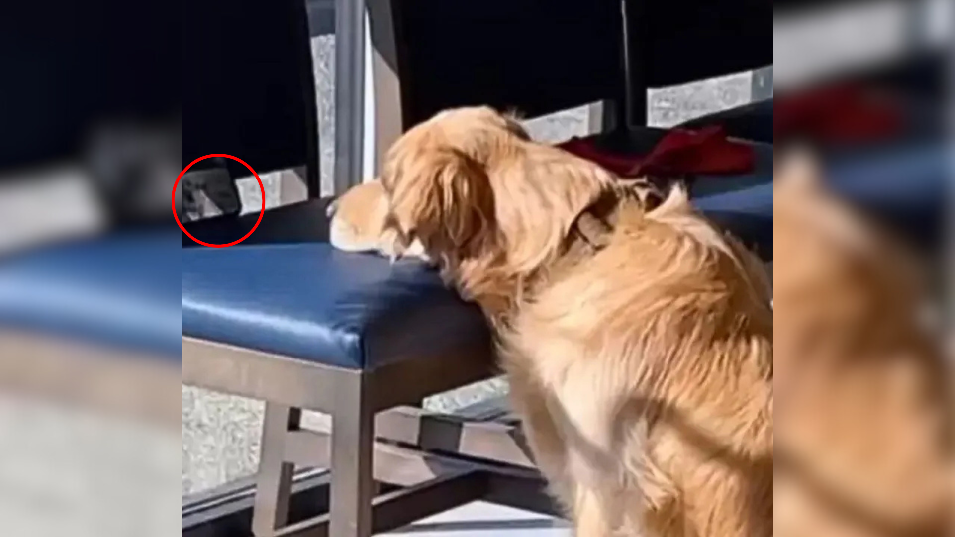dog watching video on phone