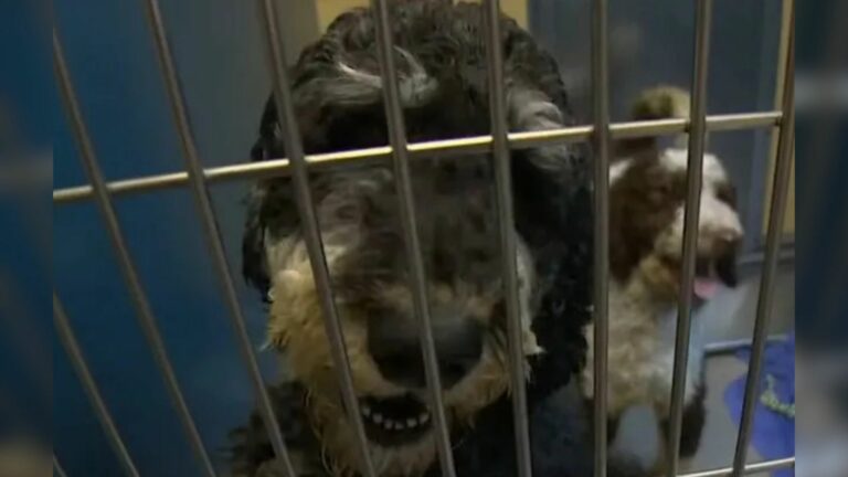 sweet dog in shelter