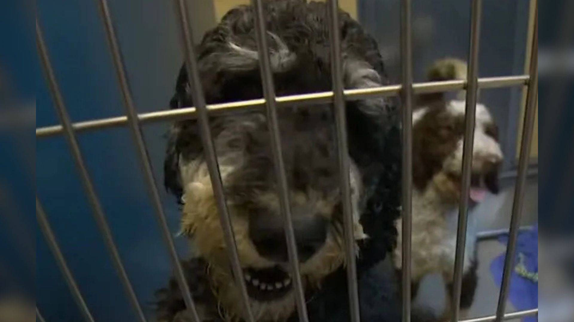sweet dog in shelter