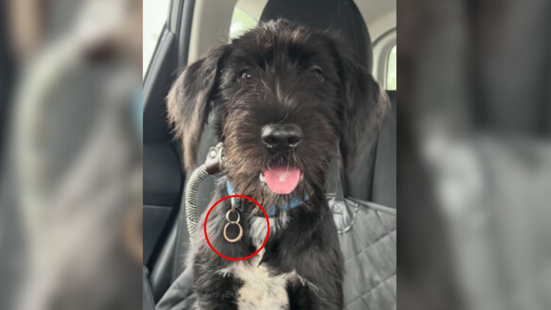 dog with ring on collar