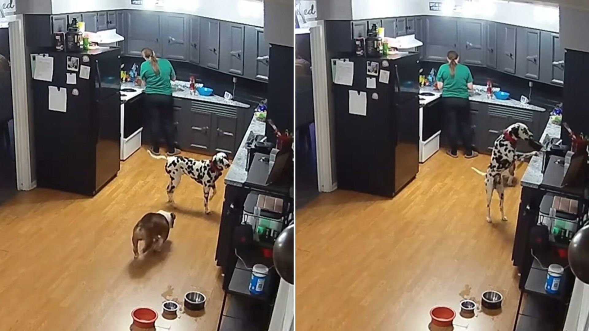 dogs in kitchen
