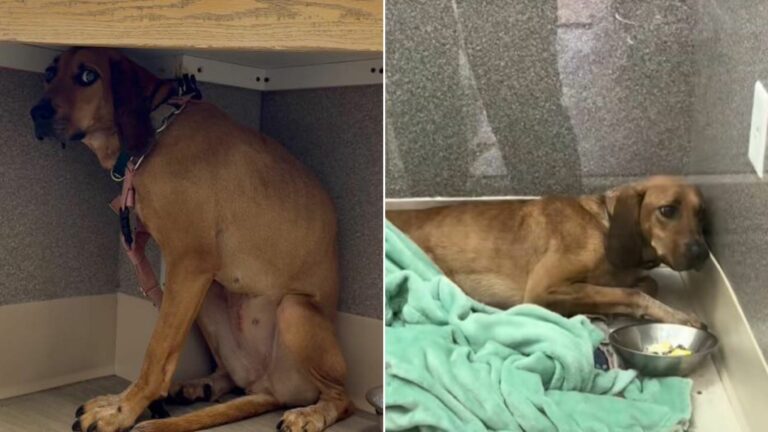 sad dog in shelter