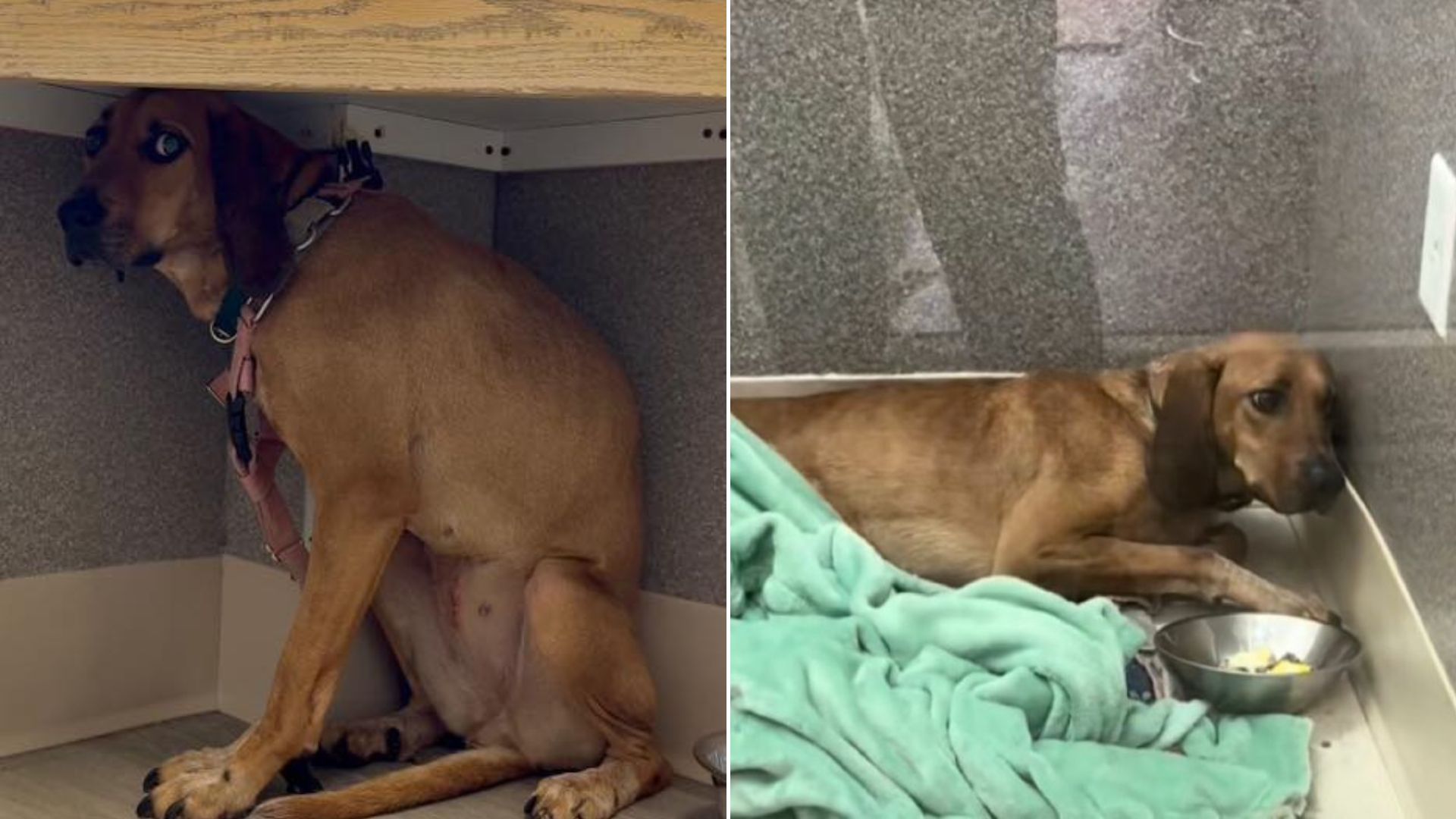 sad dog in shelter