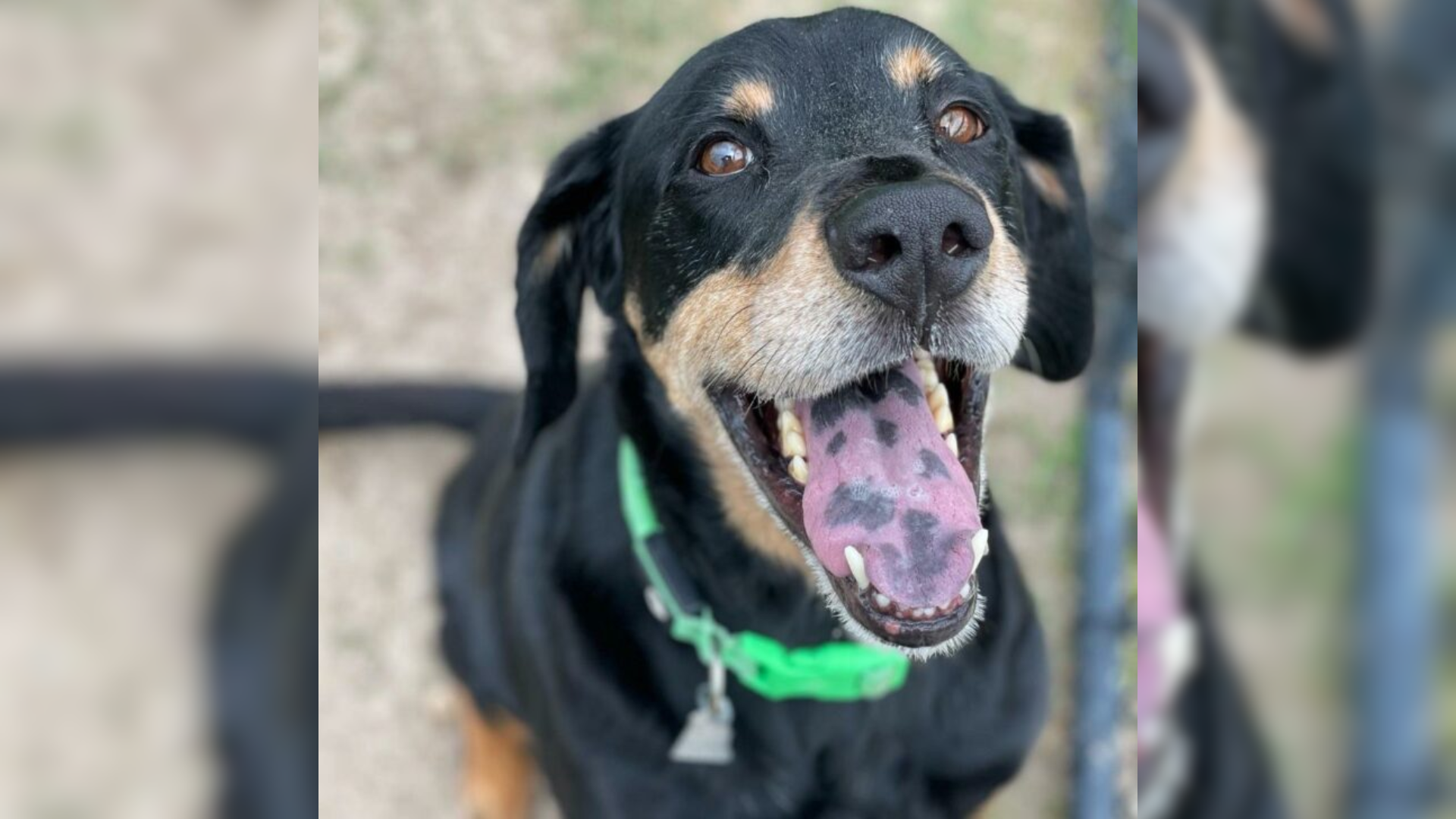 smiling dog
