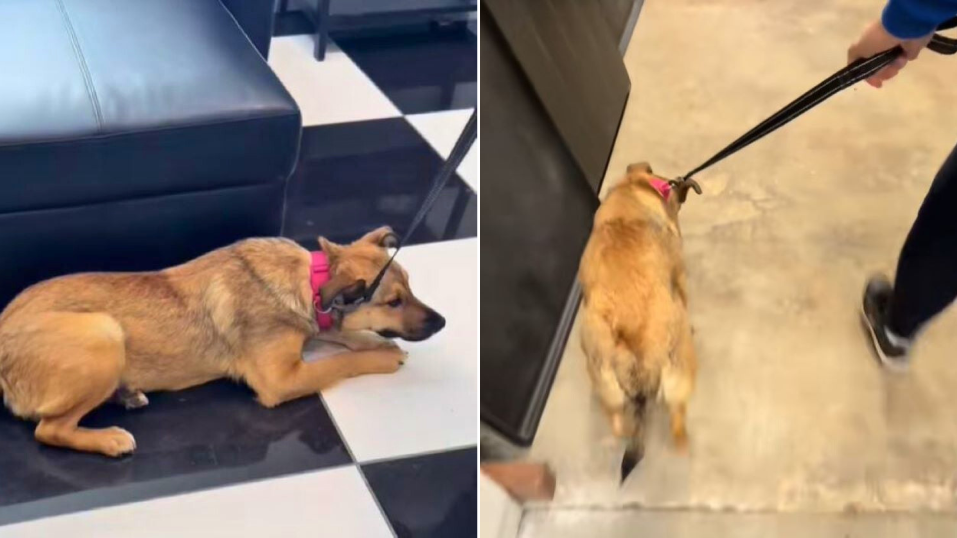 dog crouched on floor