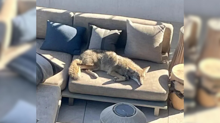 coyote on patio
