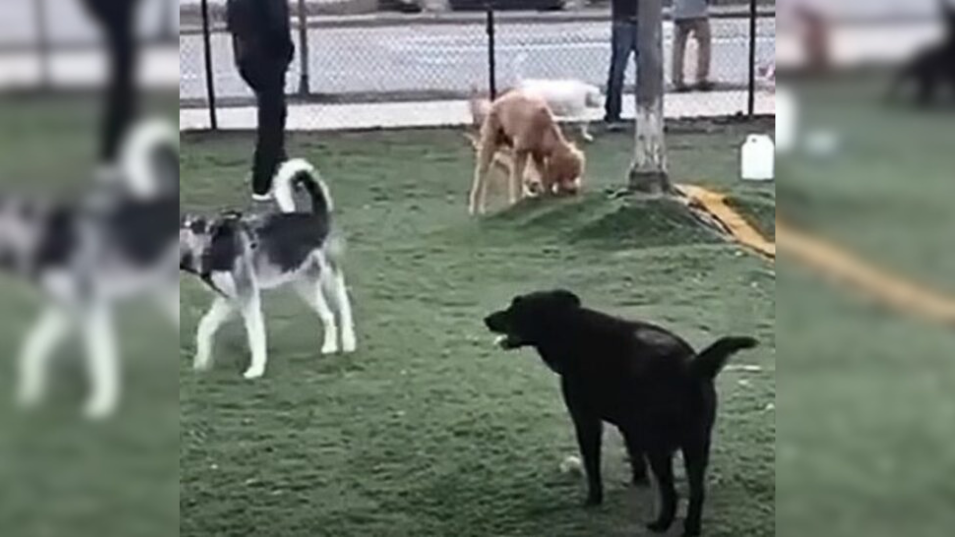 dogs on a playground