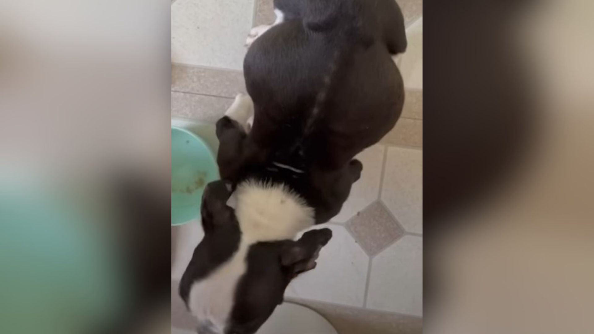 dog with swollen belly