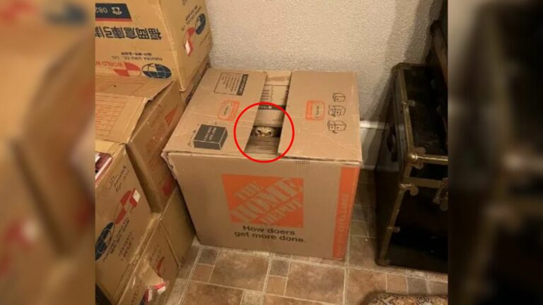 kitten in box