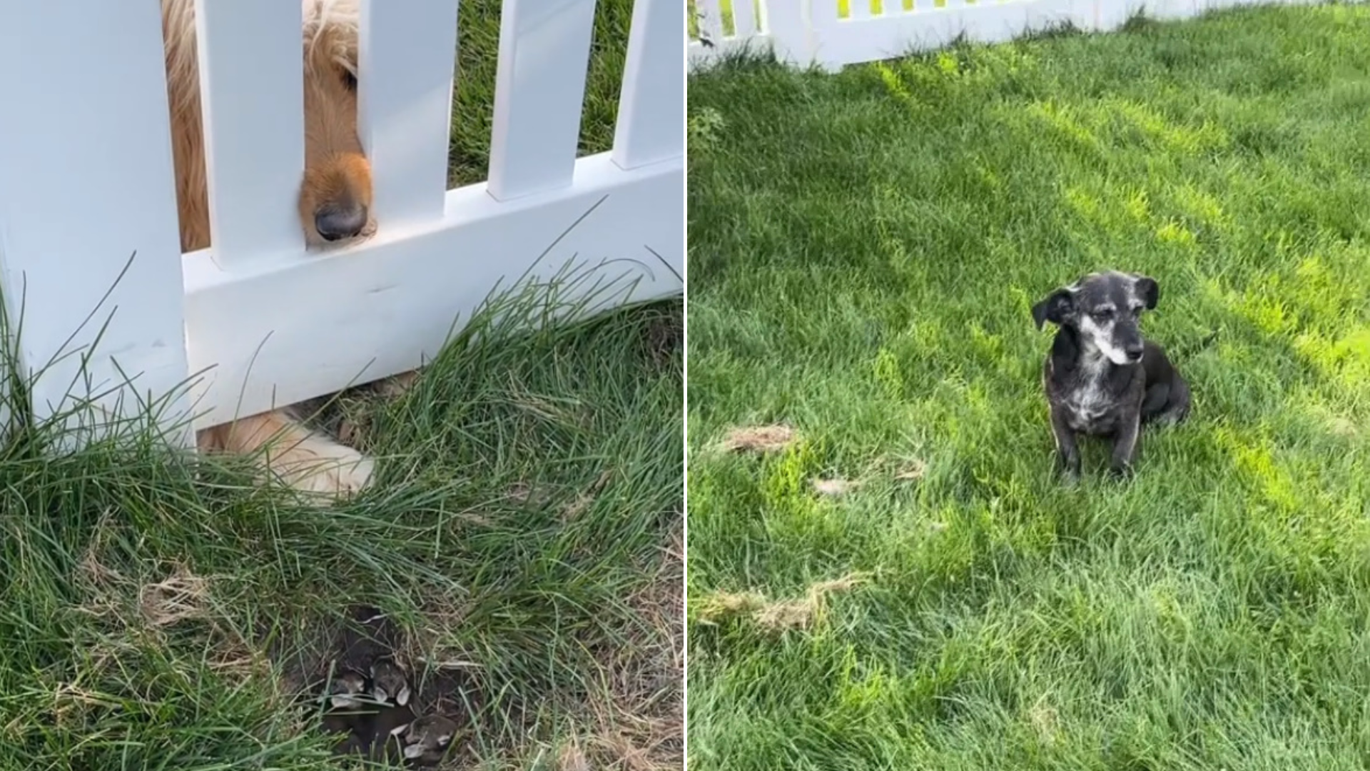 dogs looking at small animals in grass