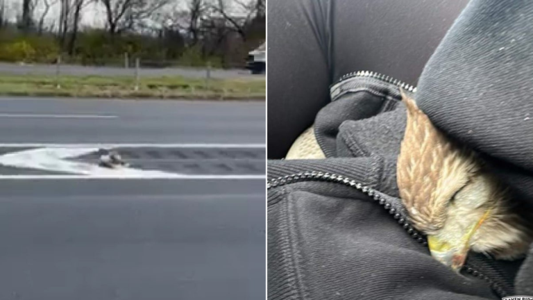 hawk rescue