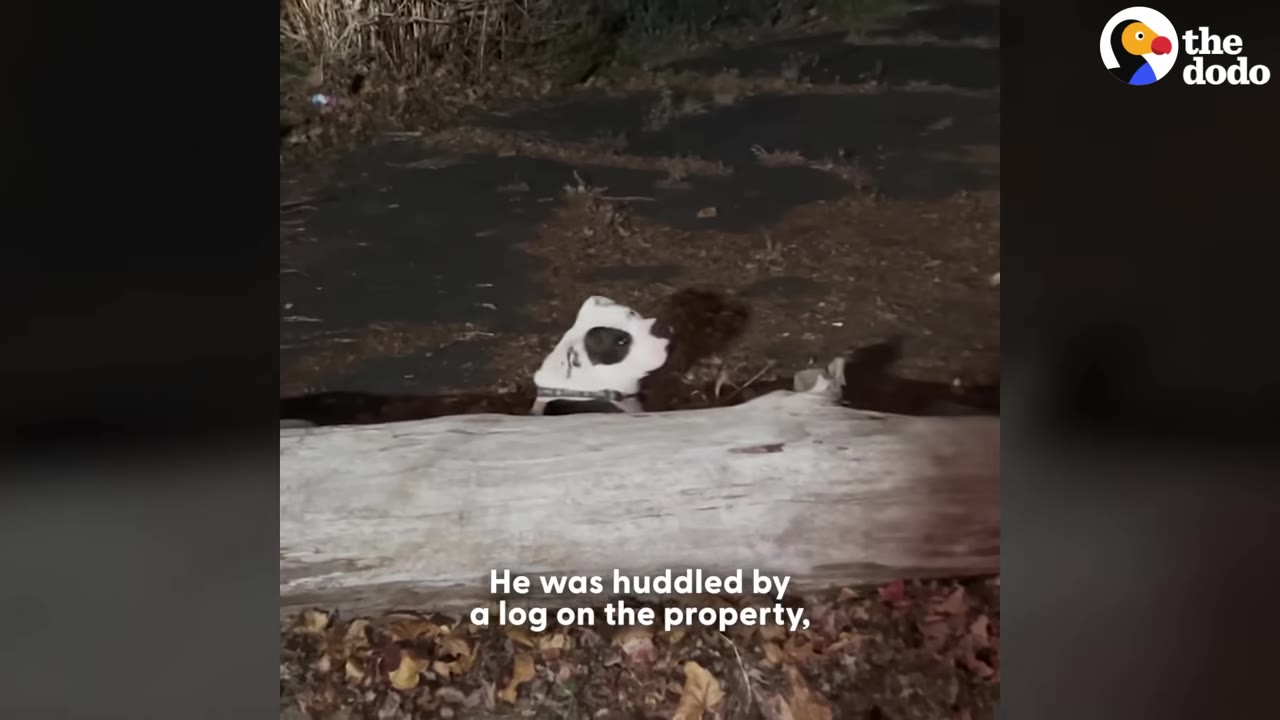 A black and white dog peeks its head over a large fallen log at night.