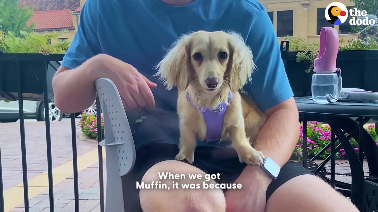 A man in a blue t-shirt sitting outdoors with a light-colored long-haired dachshund wearing a purple harness sitting on his lap.