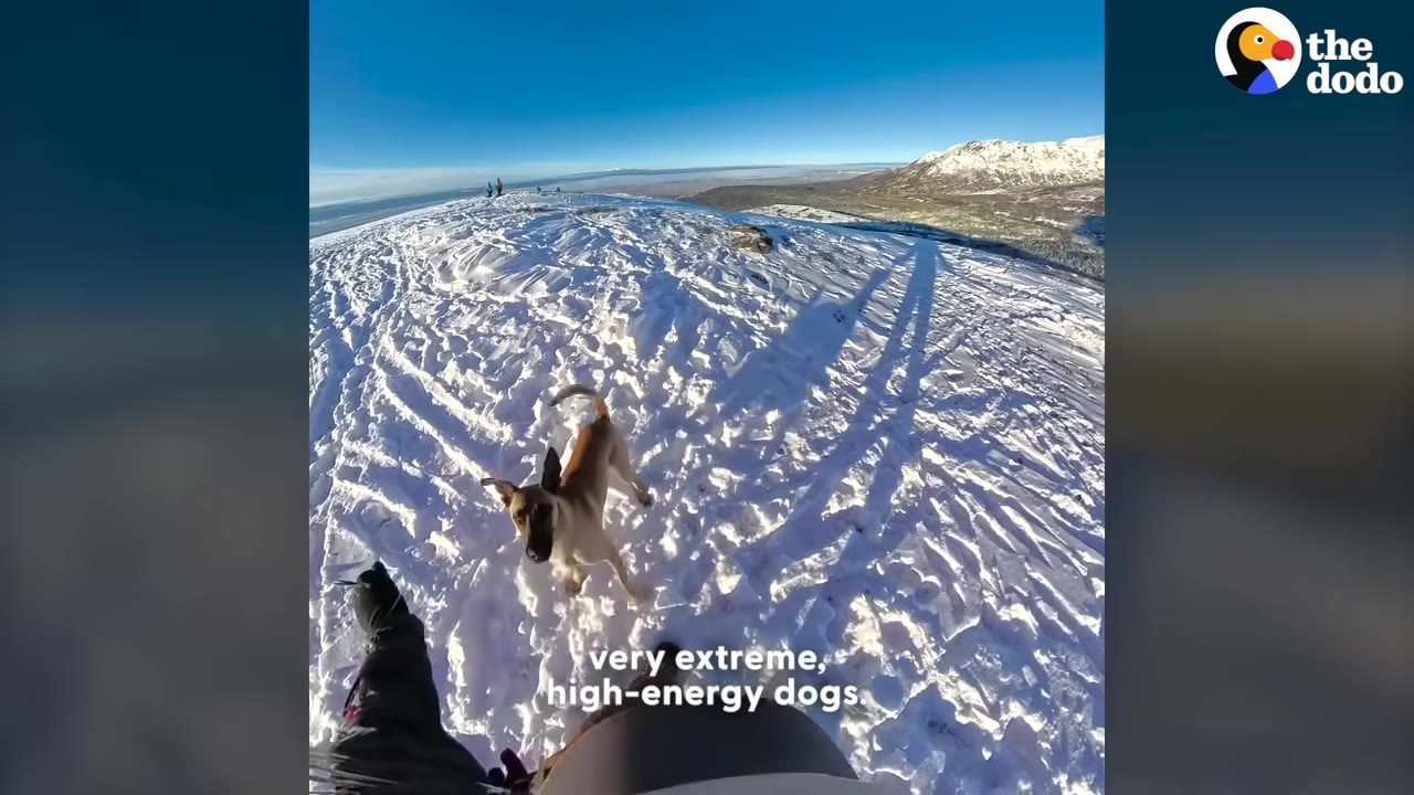 A Belgian Malinois dog stands on a snowy mountain peak, looking up towards the camera under a clear blue sky.