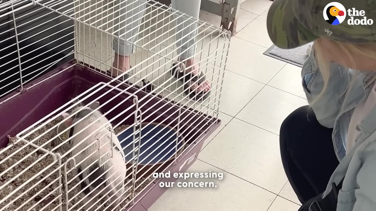 A woman wearing a camouflage cap and denim jacket crouches down to look at a small, spotted pig inside a wire cage on a tiled floor.