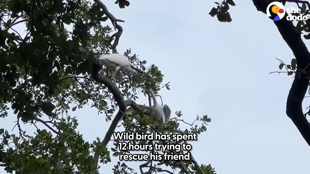 Two white birds in a tree against a pale sky, with one bird perched on a branch looking down at another bird that is hanging lower in the branches.