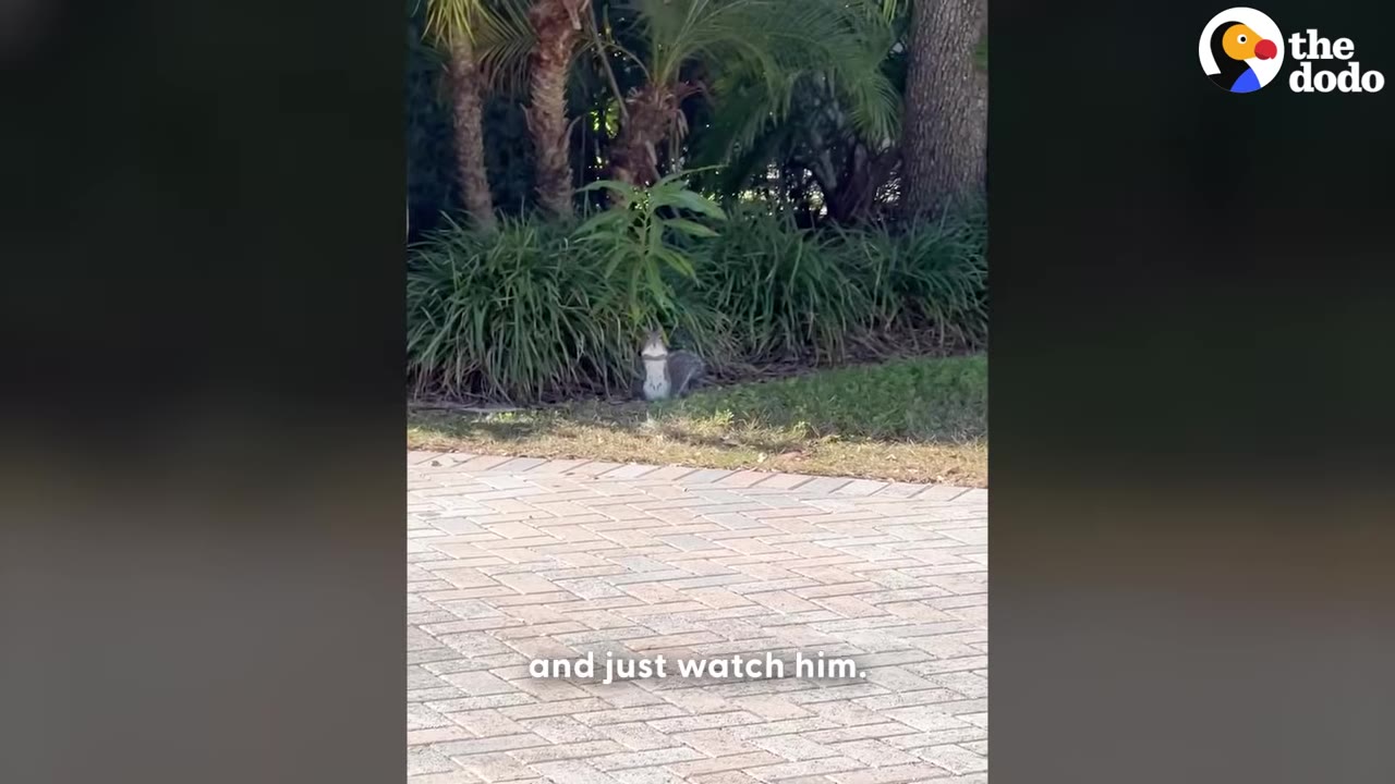 A small squirrel stands upright on the grass near bushes, watching from a distance across a paved driveway.