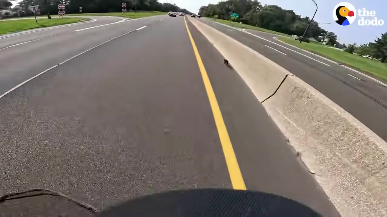 A first-person perspective looking down a highway shoulder where a tiny dark kitten is running next to a concrete barrier.