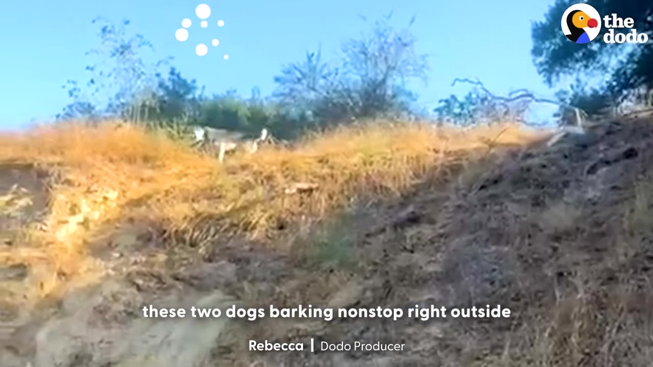 A distant view of two dogs standing on a dry, grassy hillside under a blue sky, with text on screen reading 'these two dogs barking nonstop right outside'.