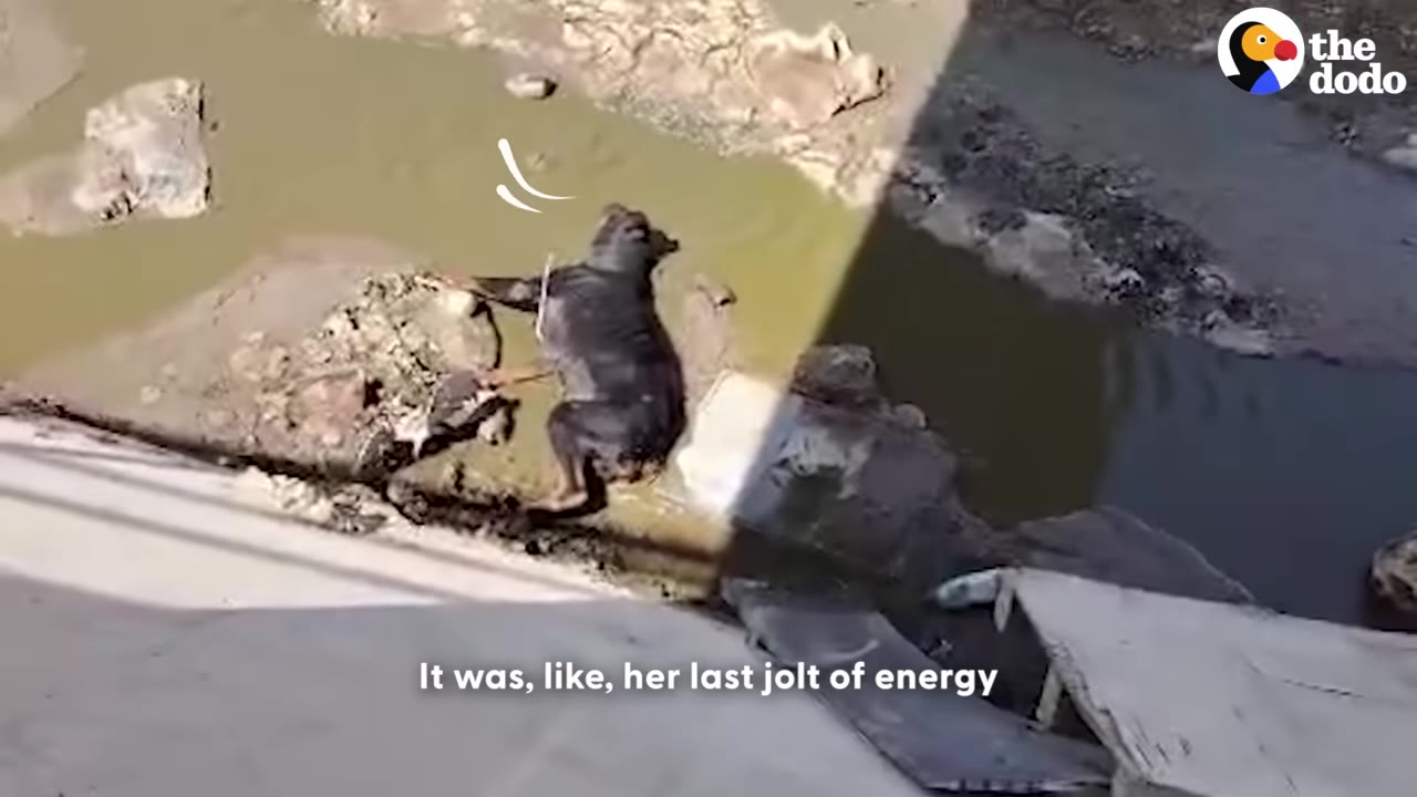 A black dog lies stranded in muddy water under a bridge, with white graphic lines indicating her crying out.