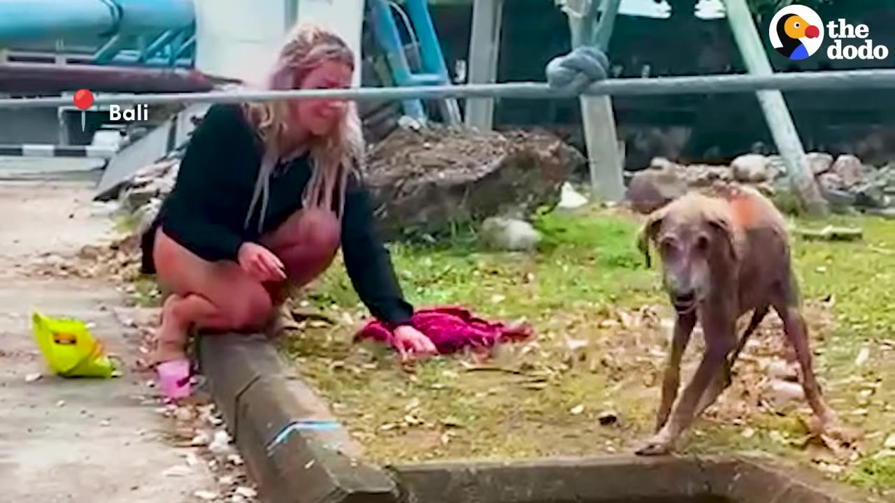 A woman crouches on a curb in Bali, reaching her hand out toward an extremely thin, mangy dog that stands tensely at a distance, looking fearful.