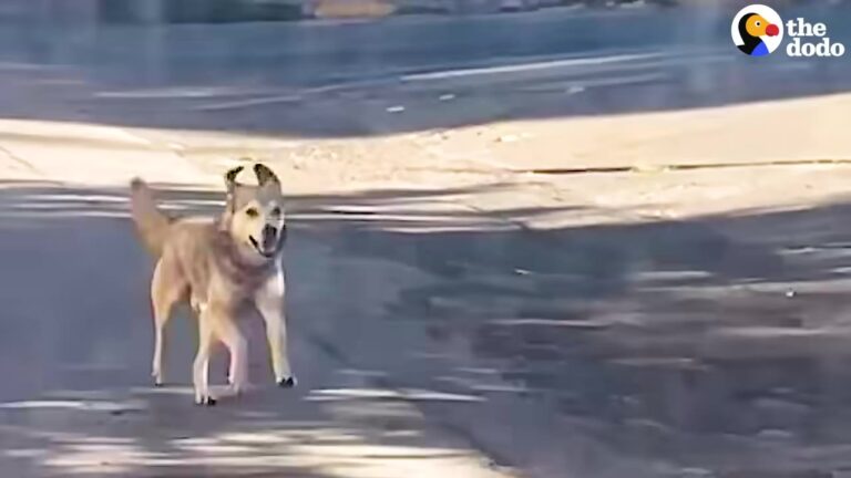 Tennessee Traveler Met A Stray Dog In Bolivia, And A Relentless Chase Changed Both Their Lives