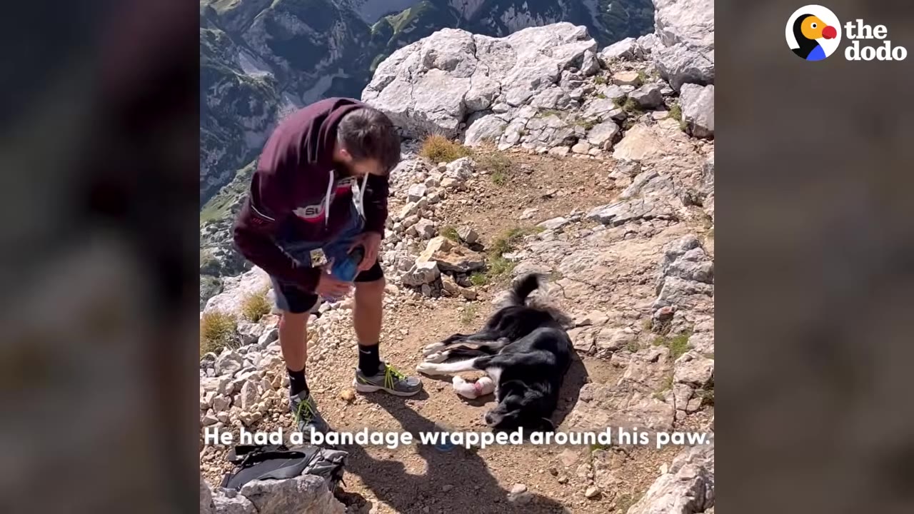 A hiker stands on a rocky mountain summit looking down at a black and white dog lying on the ground with a bandage on its paw.