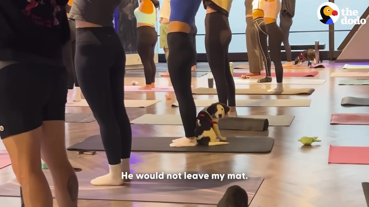 A small black and white puppy sits on a black yoga mat next to a person's legs in a yoga class.