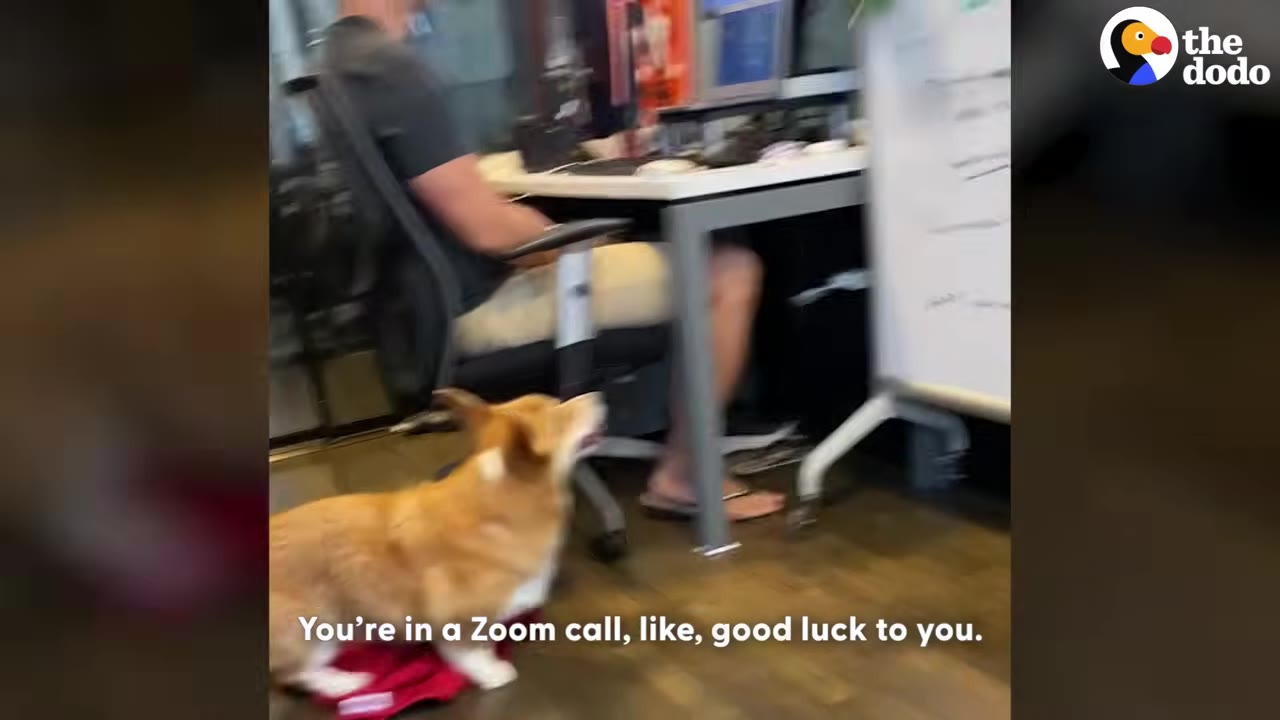 A tan and white Corgi stands on a wooden floor looking up at a person sitting in an office chair at a desk.