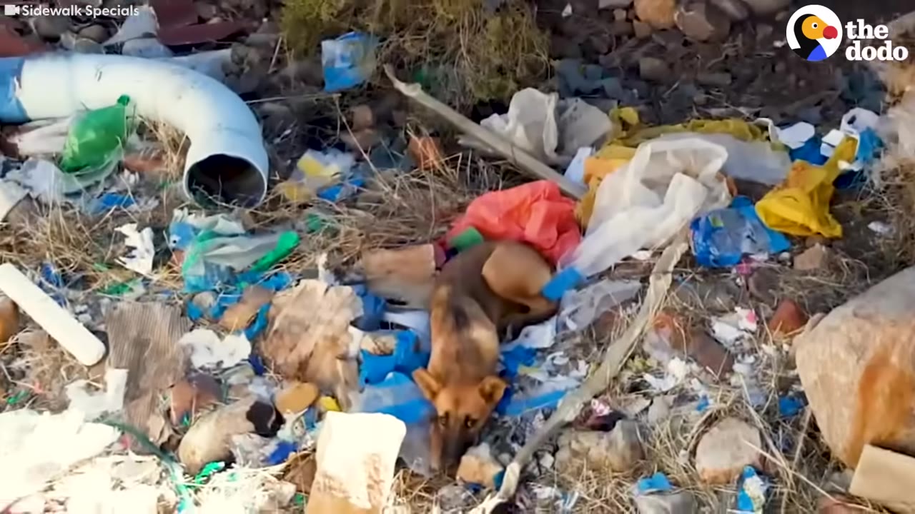 A small brown dog lies curled up amidst piles of plastic trash, debris, and a large white pipe at a dump site.