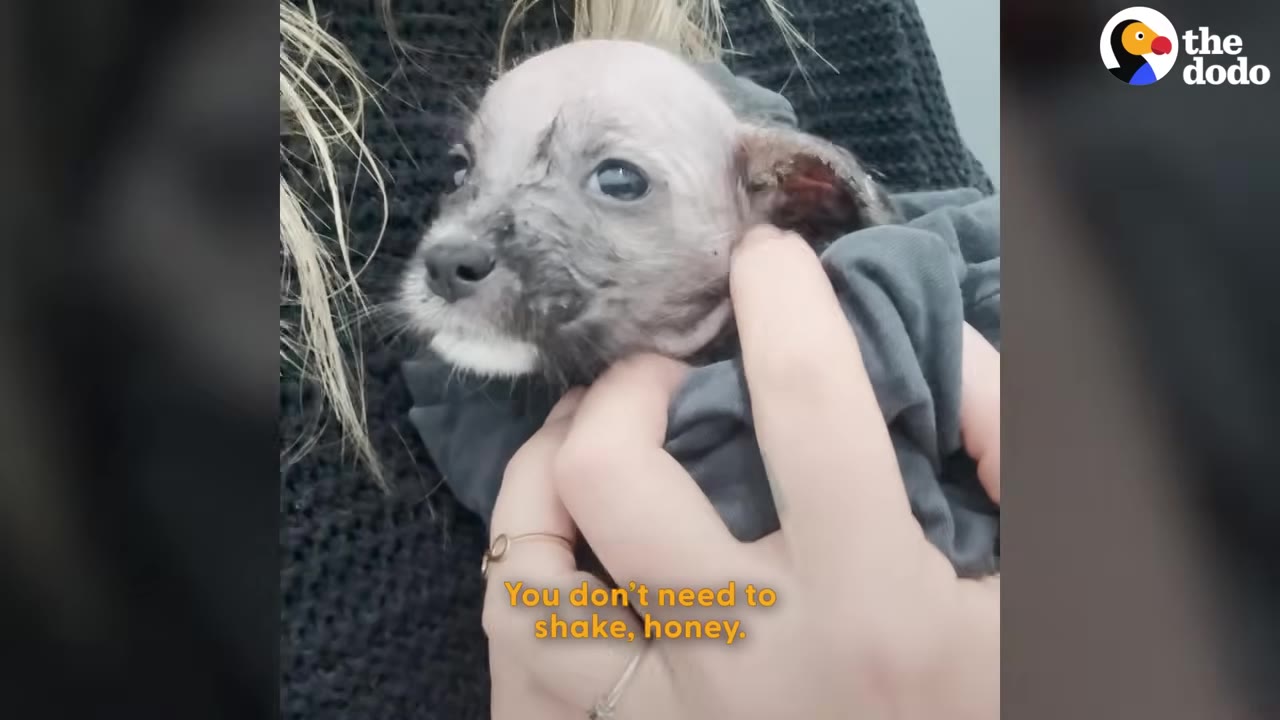 A tiny, wet puppy with sparse grey fur is held gently in a grey cloth by a person's hands.