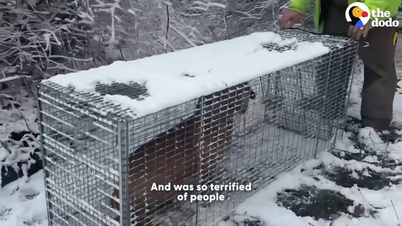 A brown dog is captured inside a wire cage trap covered in snow outdoors in a wintry, snow-covered wooded area, with a person standing nearby.