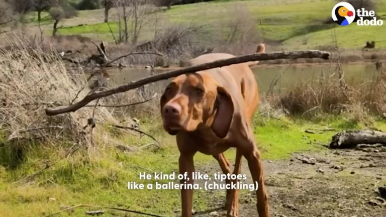 California Dog Discovers A Hidden Talent By Accident And His Reaction Brings Pure Joy