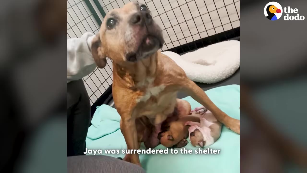 A brown dog named Jaya sits on a light blue blanket next to her newborn puppies inside a shelter kennel, looking up with a concerned expression.