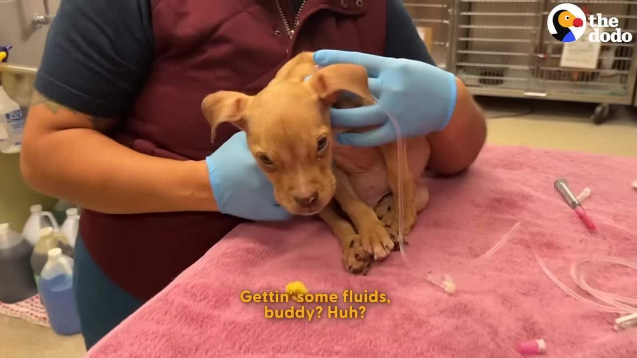 A small, fragile tan puppy sits on a pink towel while a shelter worker wearing blue gloves gently holds him and administers fluids.