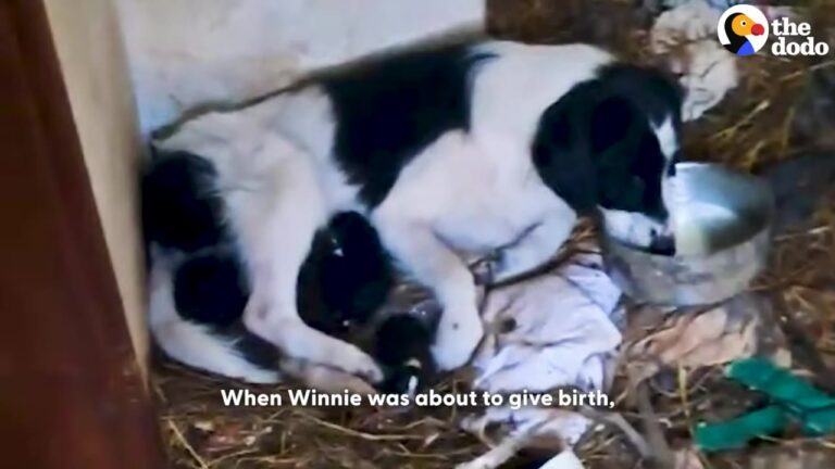 New York Dog Kicked Out Right Before Giving Birth Experiences A Miracle, But One Puppy Is Still Waiting