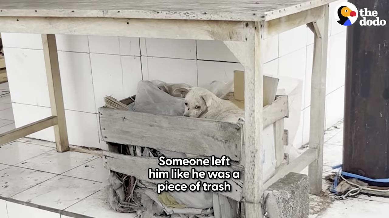 A small, dirty white puppy curled up inside a wooden crate filled with plastic bags under a wooden table.